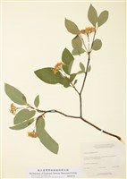 藏品(四照花)的圖片